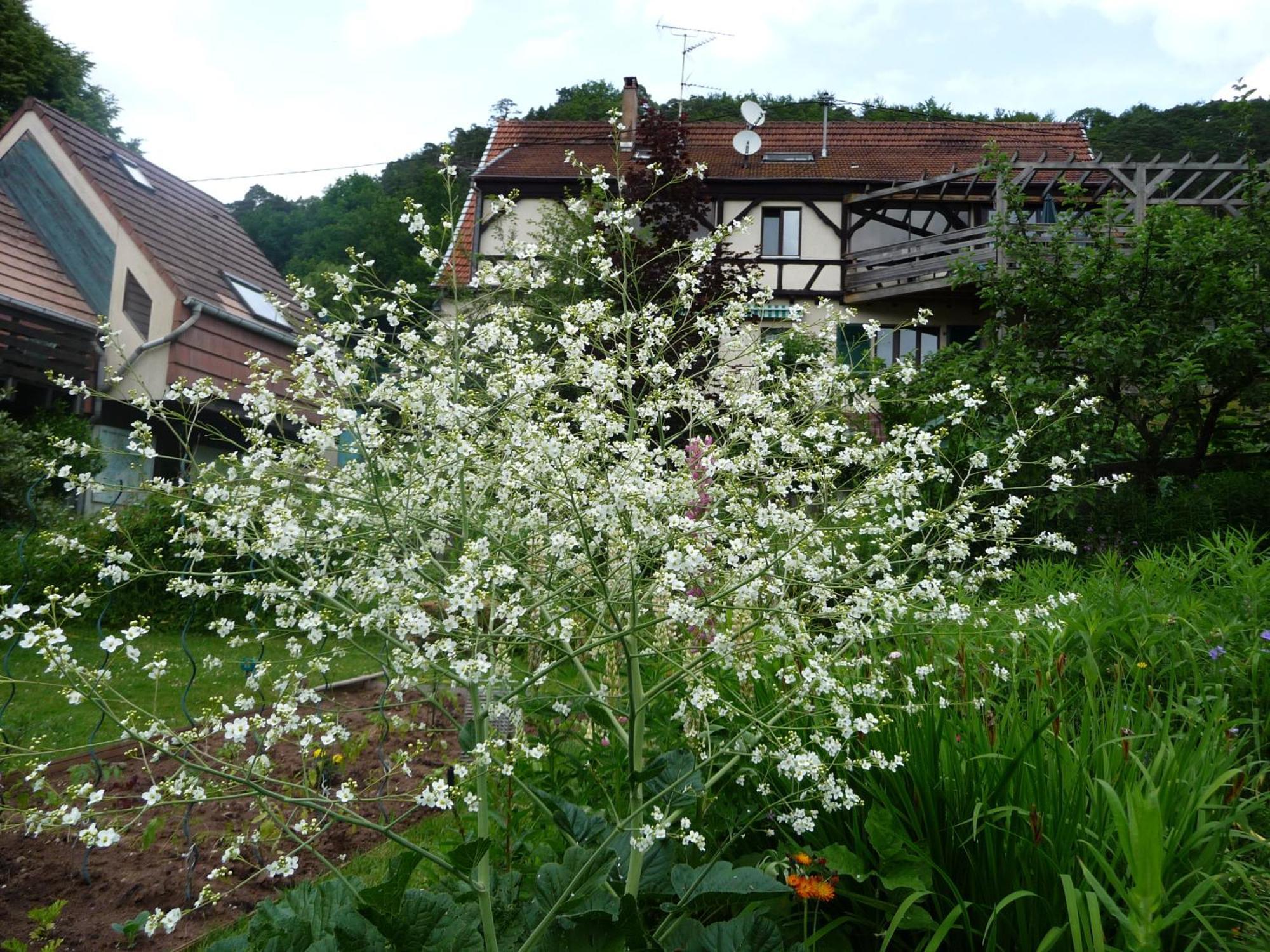 Alsace Village Obersteinbach Екстериор снимка